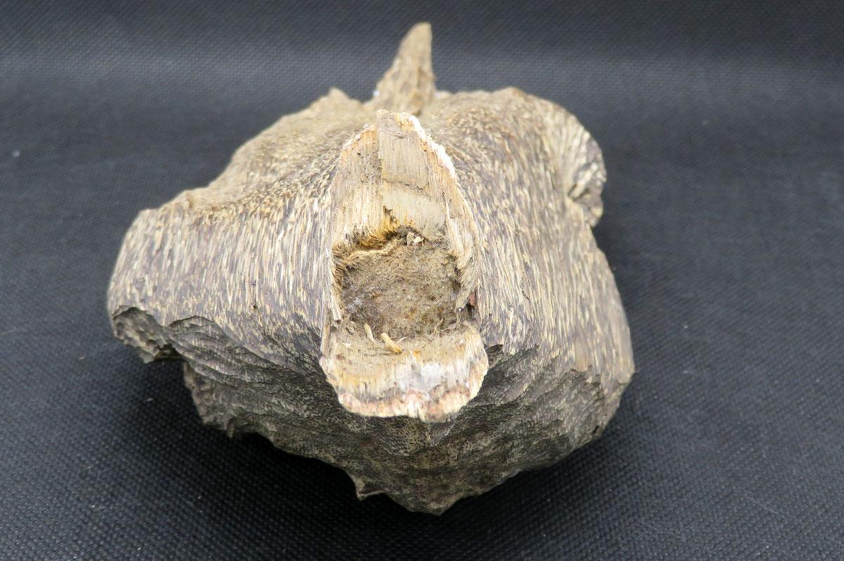 沈香（ベトナム産） 152g