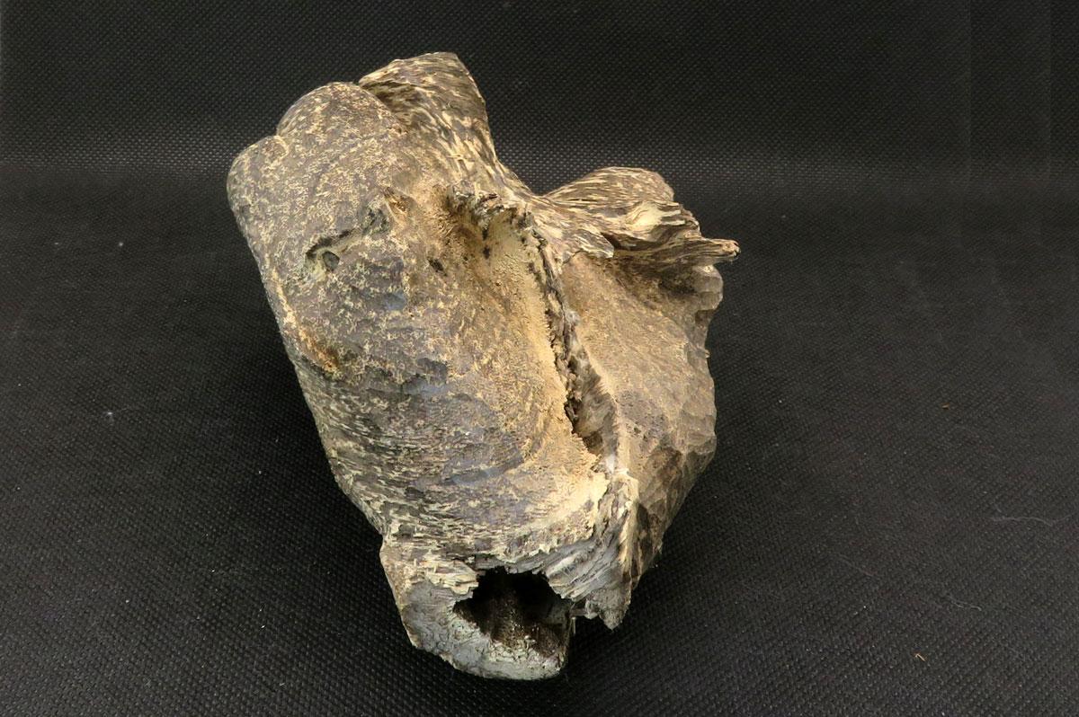 沈香（ベトナム産） 174g
